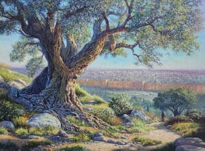 olive tree in jerusalem