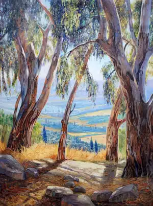 Eucalyptus Trees