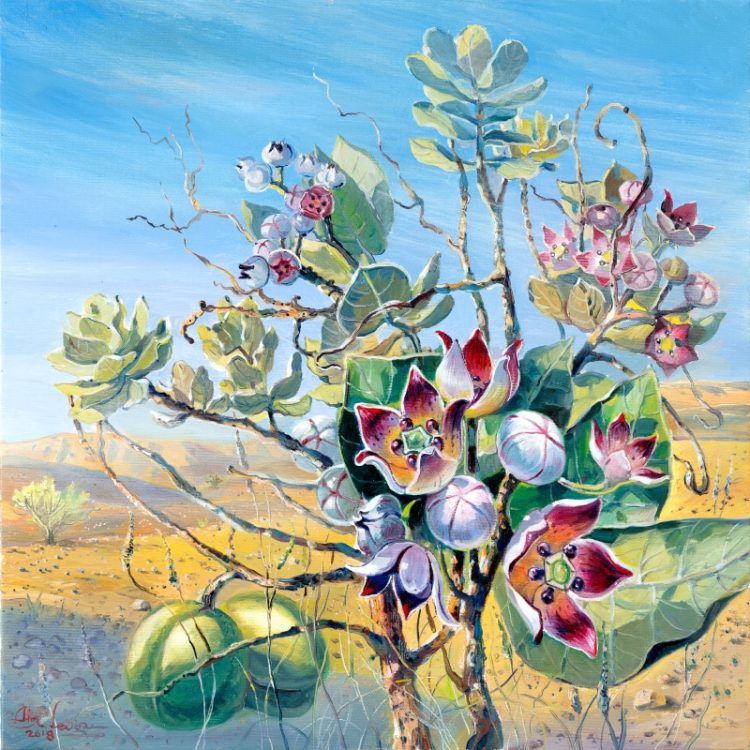 Poisonous Tree, Apple of Sodom in the natural reserve of Ein Gedi by the Dead Sea, Painting by Alex Levin